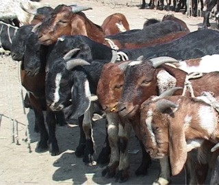 khasi-boka-Dashain-1475115982.jpg