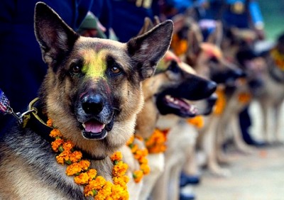 Dog-1477704711.jpg