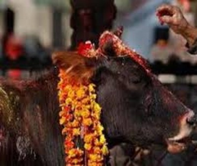 Cow-1477788910.jpg