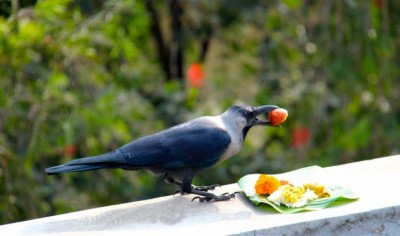 Kag-Tihar-1508206203.jpg