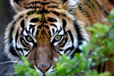 tiger001-1522058298.jpg