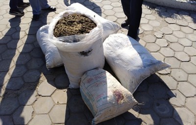 GAJA-1551205678.jpg
