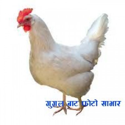 hen-pic-1556778840.jpg