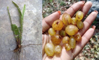 paani-amla-758x457-1564394977.jpg