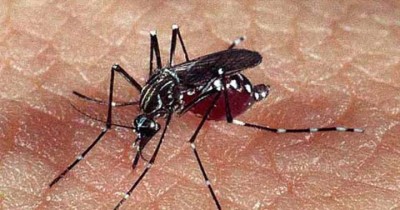 dengue-1564745289.jpg