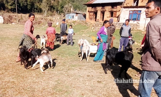Goat-1-1584019872.jpg