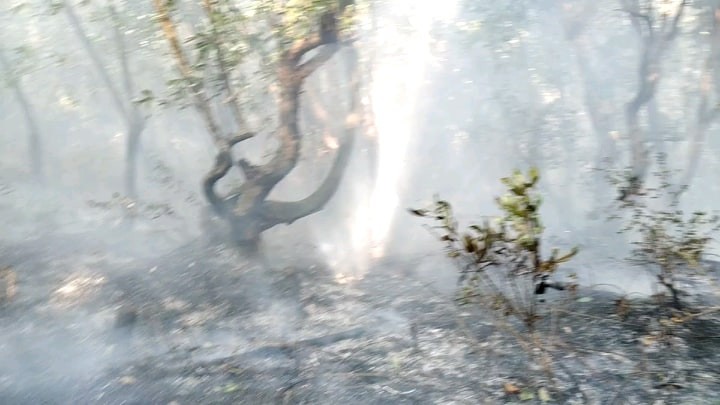 bisi-1586089427.jpg