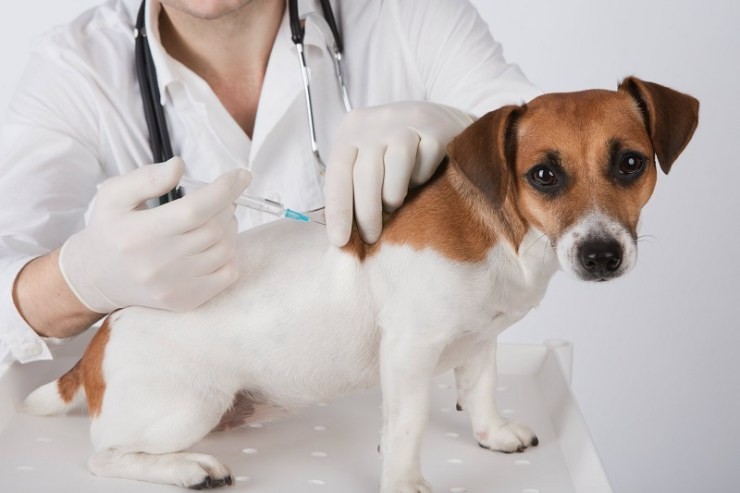 dog-vaccine-1591020594.jpg