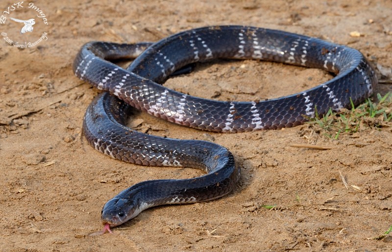 snake-1594283660.jpg