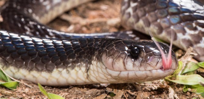 snake-1594804037.jpg