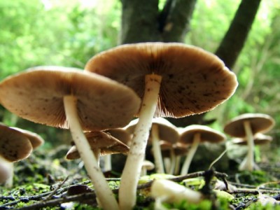 bishalu-chyau-1595840308.jpg