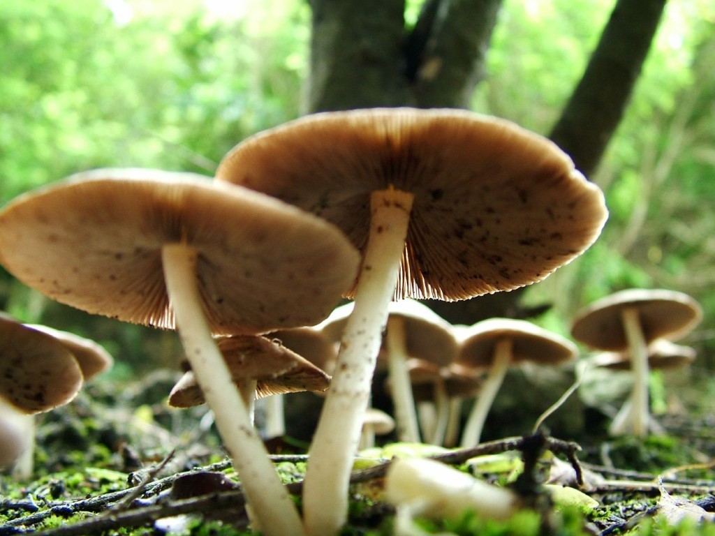 bishalu-chyau-1595840308.jpg