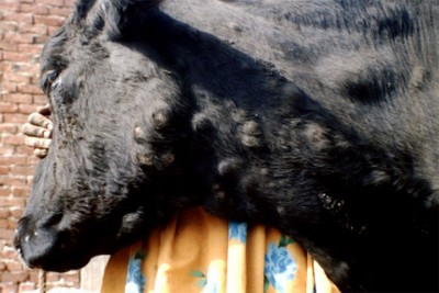 lumpy-1596601430.jpg