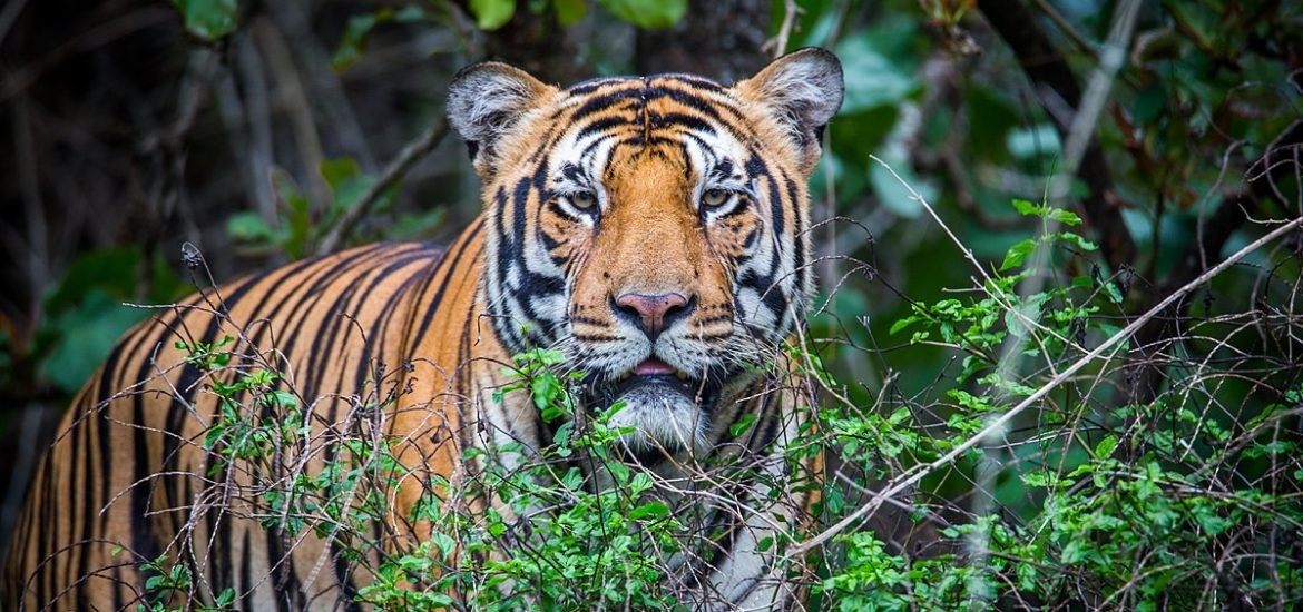 tiger-1601282584.jpg