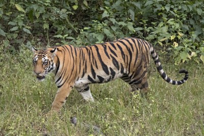tiger-1602062324.jpg