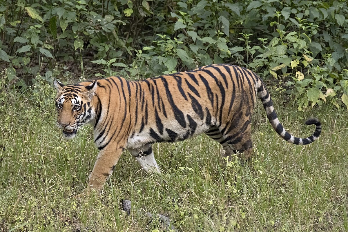 tiger-1602062324.jpg