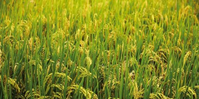 basmati-dhan-1607502843.jpg
