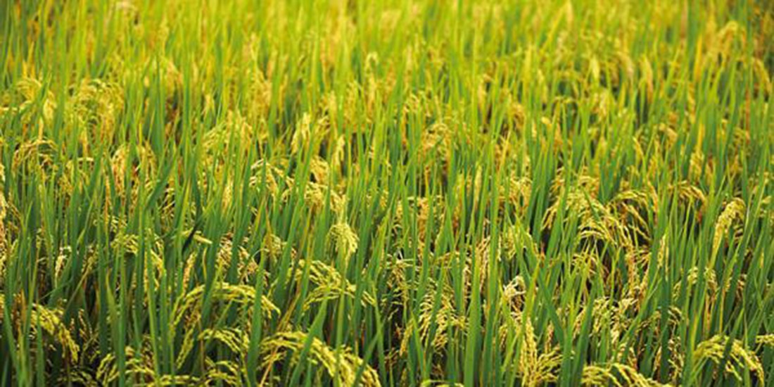 basmati-dhan-1607502843.jpg