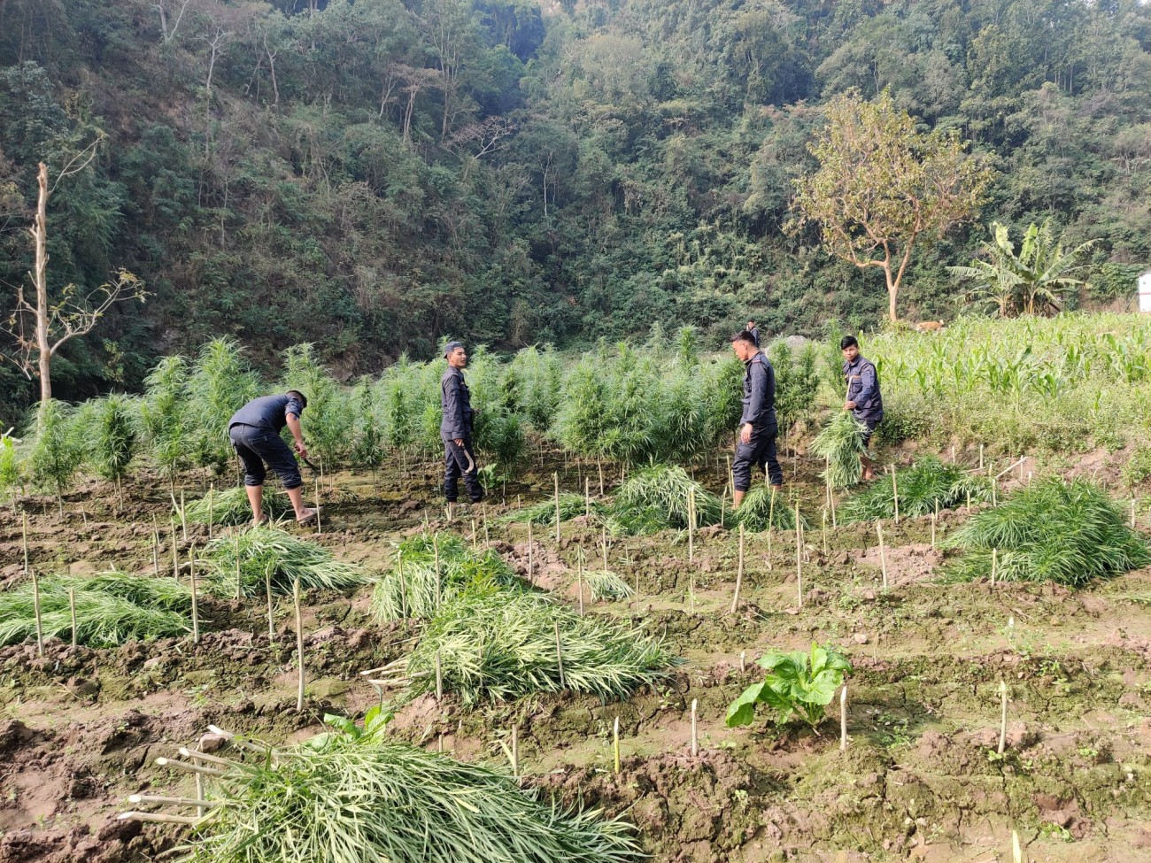 ganja-fadani-1607664963.jpg