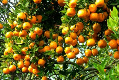 orange-1609478485.jpg