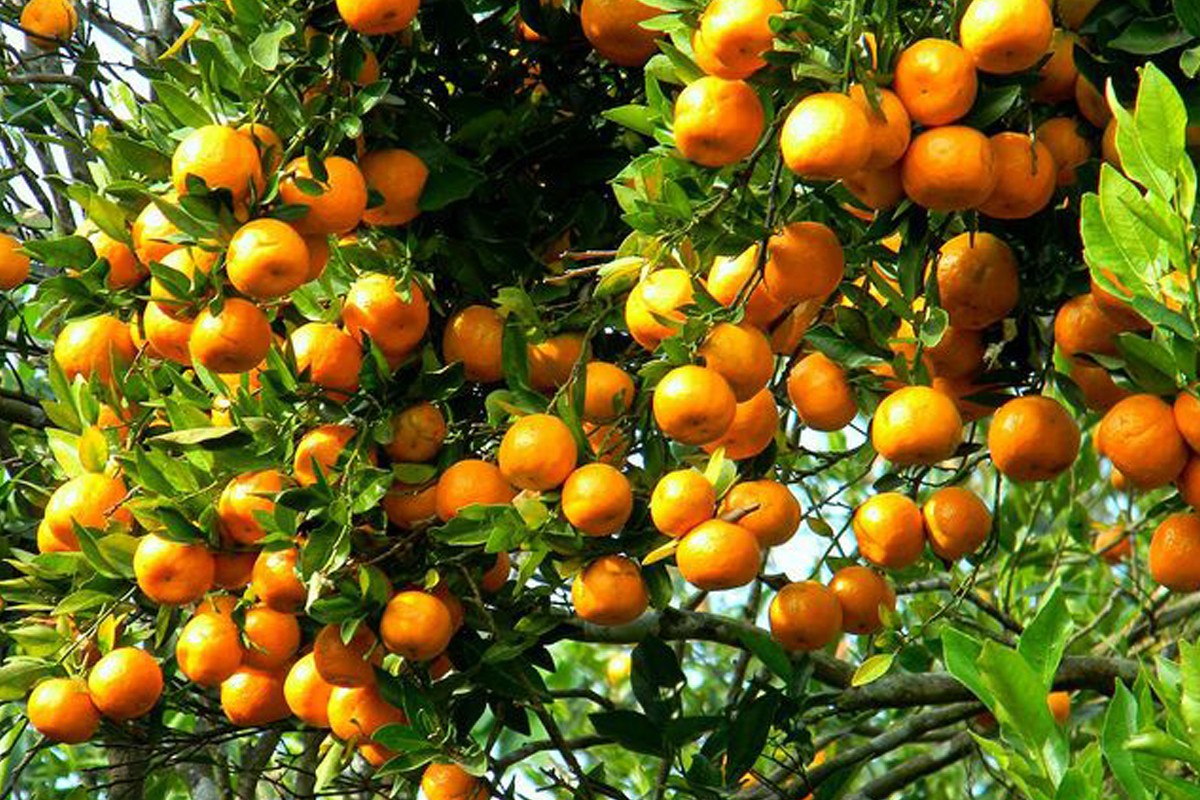 orange-1609478485.jpg