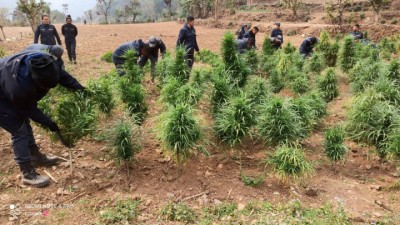 ganja-1611293932.jpg