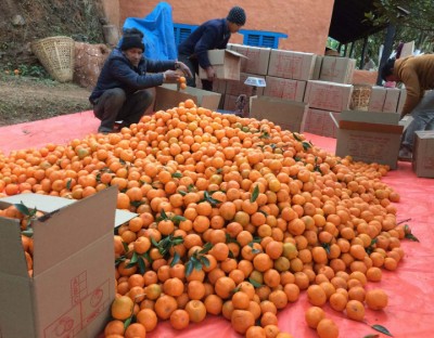 1-orange-1611901738.jpg
