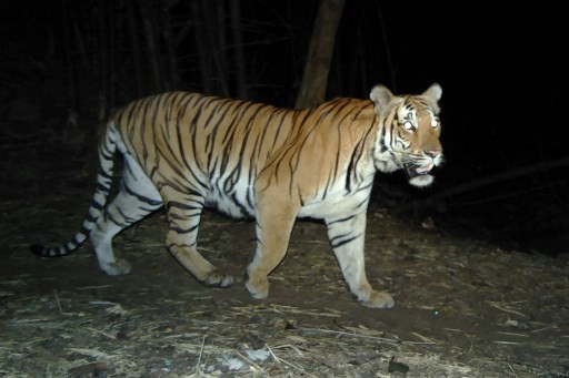 Tiger-1612449527.jpg