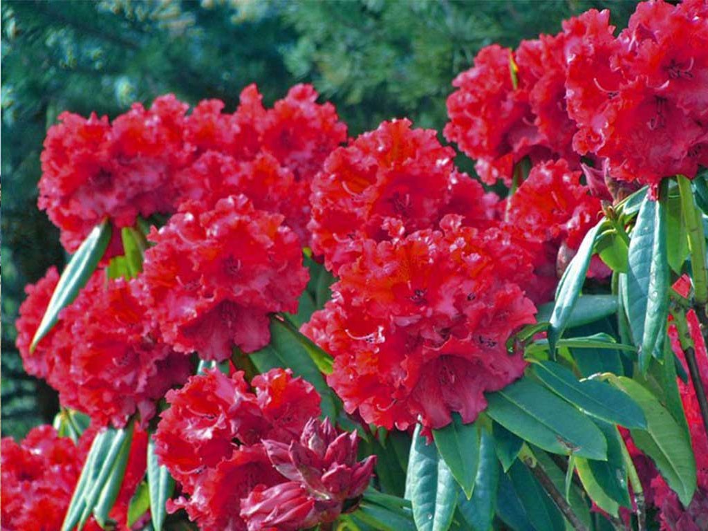 laligursh-ful-1614134202.jpg