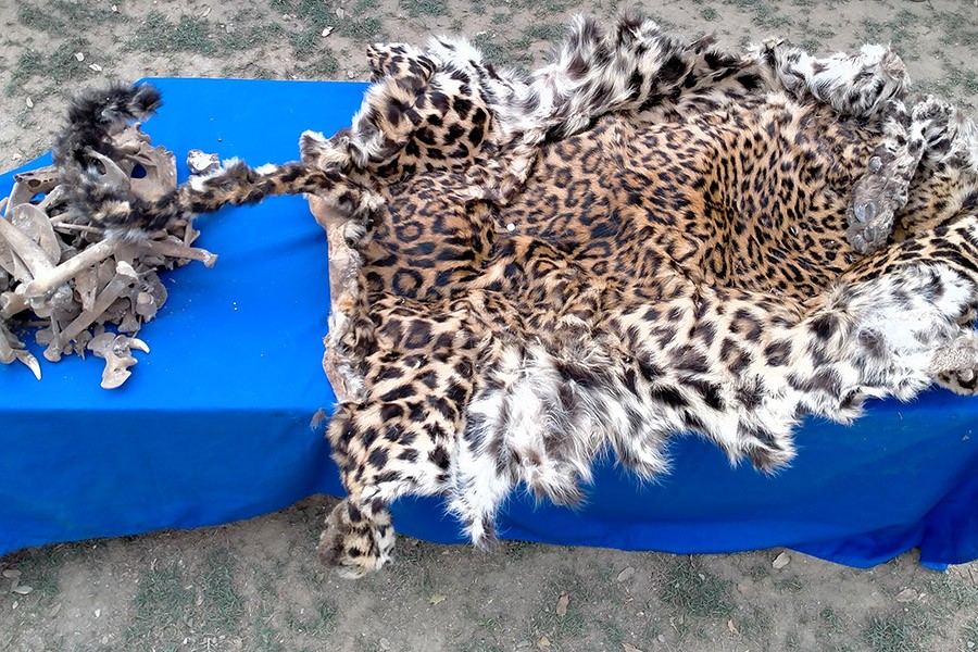 bagh-ko-challa-1616408167.jpg
