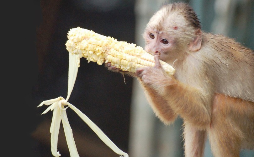 monkey-1617098293.jpg