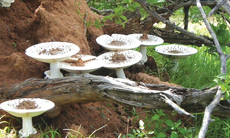 mushroom-1622780415.jpg