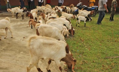Boyer-Goat-1623154827.jpg