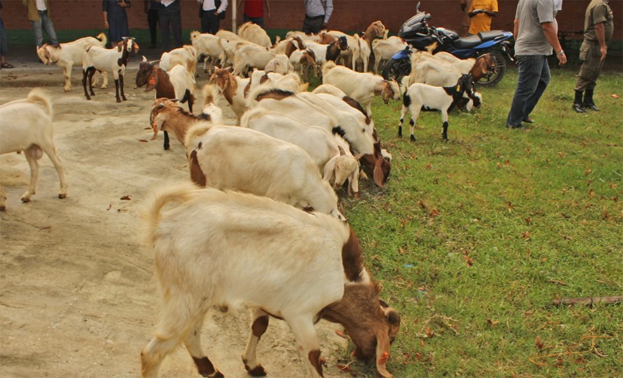 Boyer-Goat-1623154827.jpg