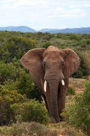 elephant2-1624008410.jpg