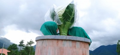 cauli5-1627878117.jpg